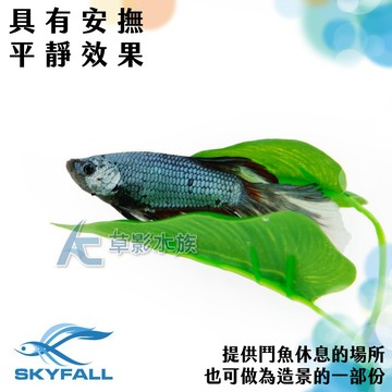 【AC草影】SKYFALL 天賞 鬥魚休息室【一個】鬥魚繁殖葉 鬥魚休息葉 鬥魚缸造景 鬥魚產卵 休息葉 躲避 鬥魚