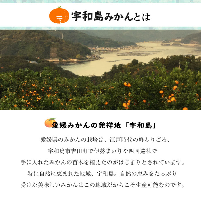 [予約 2023年11月1日-11月30日の納品] 宇和島みかん 2L 約9kg 愛媛県 うわじま レギュラー デイリー 早生 南柑20号ミカン