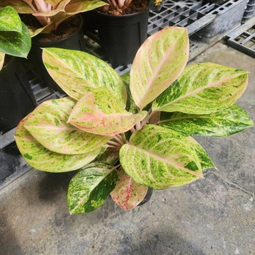 P老闆園藝~龍珠粗肋草 5吋盆 室內植物