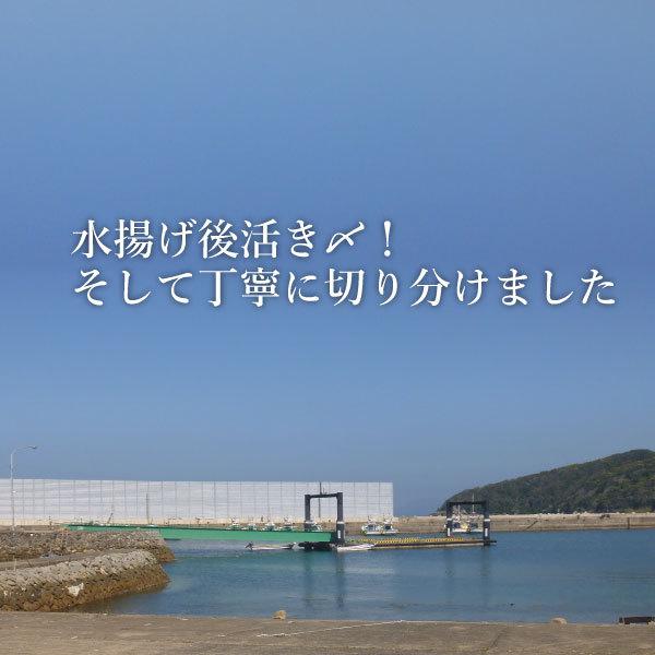 お歳暮 ギフト 長崎真鯛の海鮮丼と漬け丼セット (クエだし醤油付き) 5食分入 ギフト 送料込み 産地グルメ 真鯛 海鮮丼 プロトン 刺身 よか魚イチオシ