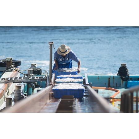 ふるさと納税 淡路島の生しらす（5食入り） 兵庫県淡路市