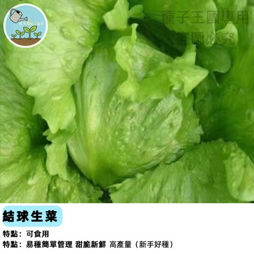 結球生菜種子SC-4 美生菜種子  夏季耐熱 居家陽台盆栽 家庭菜園 脆甜多汁 室內可種 易栽種