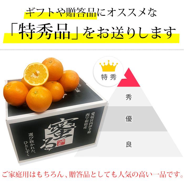 みかん 愛媛県産 伊予柑 蜜る 特秀品 約10kg 2L〜3Lサイズ 30〜36個