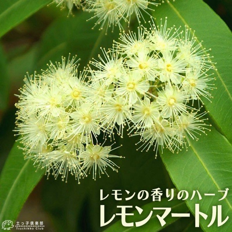 1794円 入手困難 レモン グランドレモン 2年生 接ぎ木苗 6号鉢植え 2個セット 送料無料