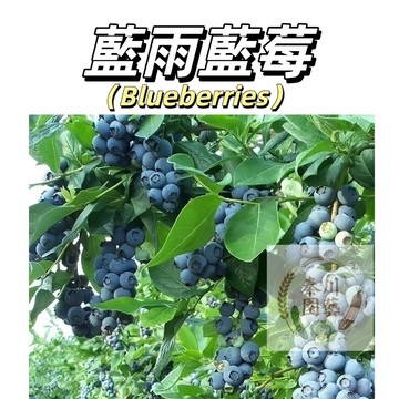 台灣現貨（藍雨藍莓種子BM-7）進口品種 酸酸甜甜、風味濃郁，果肉緊實，果皮清脆、香氣獨特，略帶花香~@水果種子藍莓種子