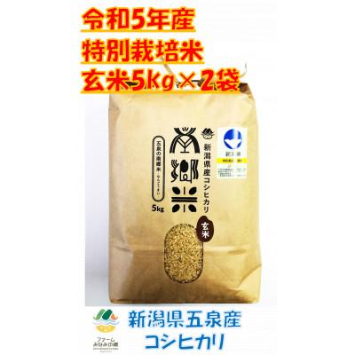 ふるさと納税 五泉市 隠れたお米の名産地!新潟県五泉産コシヒカリ「南郷米」　令和5年産　玄米5kg×2袋