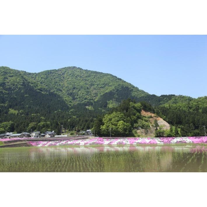 コシヒカリ発祥の地　北陸・福井県産こしひかり（水仙）5kg　送料無料(北海道、沖縄、離島は別途