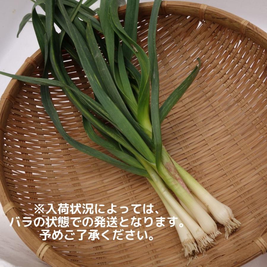 沖縄県産 ニンニク葉  約500ｇ　　にんにく葉（ニンニクの茎とは違います）