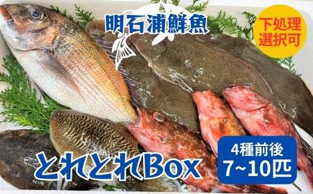 とれとれBox（4種前後 7～10匹）下処理可[ 鮮魚 旬 詰合せ 簡単料理 下処理あり