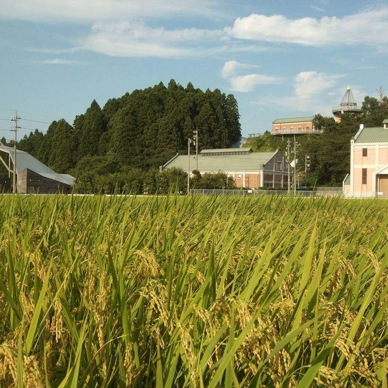 令和4年産玄米富山県産 コシヒカリ 米山農産の特別栽培米 自然型乾燥米 DAG米 一等米 (5kg)