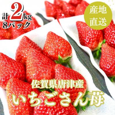 ふるさと納税 唐津市 2kg 山の斜面で十分な日光を浴びた苺!2024年4月より順次発送