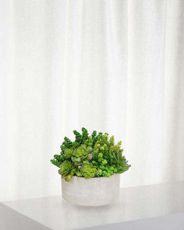 Succulent in Garden Planter