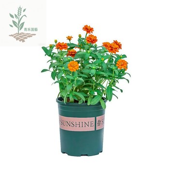 青禾園藝（百日菊種子）造景百日草種子七彩混色重辦大花園林造景道路觀賞花海種子耐熱易活花期長#台灣自留種