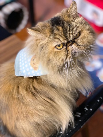 寵物校服領巾 貓咪項圈 狗狗領巾