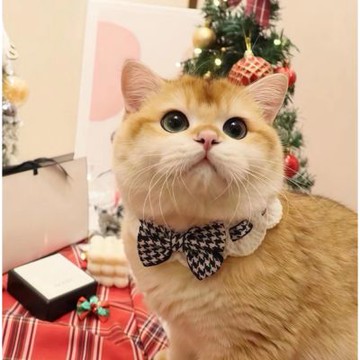 【寵愛毛宅】小香風格子蝴蝶結項圈 寵物項圈 貓咪針織項圈 蝴蝶結項圈 格子蝴蝶結項圈 針織項圈 寵物圍兜 寵物口水巾