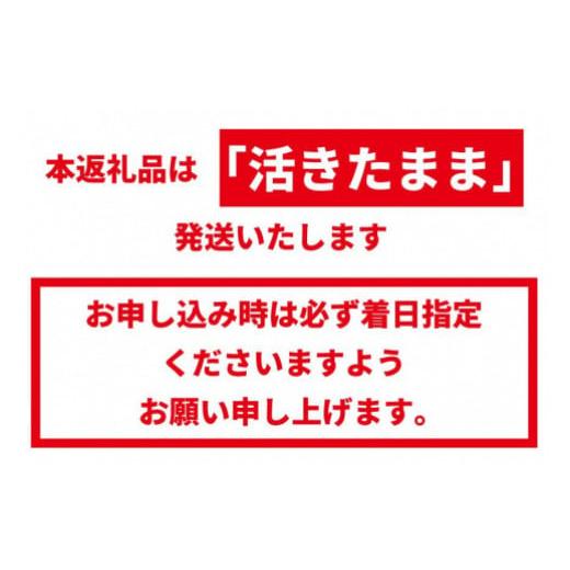 ふるさと納税 和歌山県 那智勝浦町 活 伊勢海老 1匹（約300ｇ）南紀黒潮イセエビ 年末年始 お正月 お届け可｜期間限定 漁師直送 海鮮 とれた…