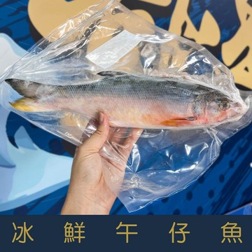 【就是愛海鮮】 冰鮮-午仔魚200-300g細嫩鮮美口感綿密[量大可配合批發/團購]