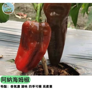 🌶️【經典墨西哥辣椒】阿納海姆椒種子 青紅兩吃 微辣香濃 適合料理釀椒 陽台盆栽好種 高產推薦 生鮮蔬菜 自家採收樂趣