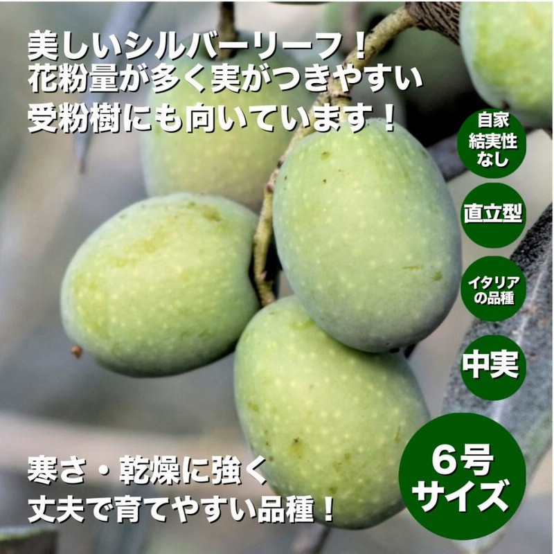 小倉園 オリーブ・モライオロ 6号鉢 オリーブの木 鉢植え 庭木