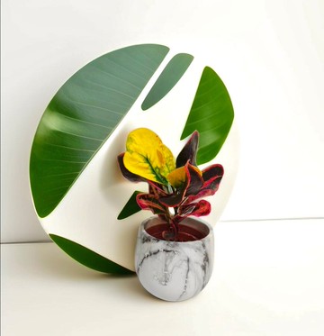 【大理石質感系列】心型變葉木 空氣淨化空間質感 送禮自用客廳擺