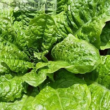 現貨 皺皮窩麻菜種子（500粒）窩鷄菜種籽 葉用萵苣 萵筍葉曲麻菜 春菜四季蔬菜種孑 四季種植 新品種 超低價