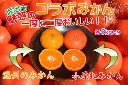 小原紅早生  完熟温州 セット 約10kg 小原紅早生みかん約5kg  完熟温州みかん約5kg S ～ Lサイズ ｜ みかん