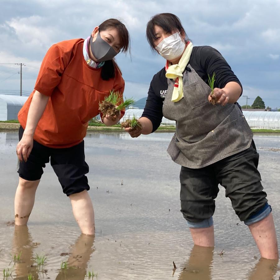 新米 令和5年産 お米 米 サキホコレ 150g （1合） ×3袋セット 精米 白米 秋田県産 農家直送 引っ越し 挨拶 お返し 粗品 景品