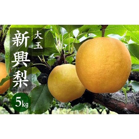 ふるさと納税 梨・フルーツ／京丹後産 新興梨 大玉 5kg（6〜10玉入り）（2024年10月上旬〜発送）人気梨品種・果物・.. 京都府京丹後市