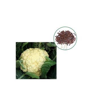蔬菜工坊 B03.白花椰菜 種子50顆(白色花蕊.花蕊大.口感佳)結球類及花菜類種子