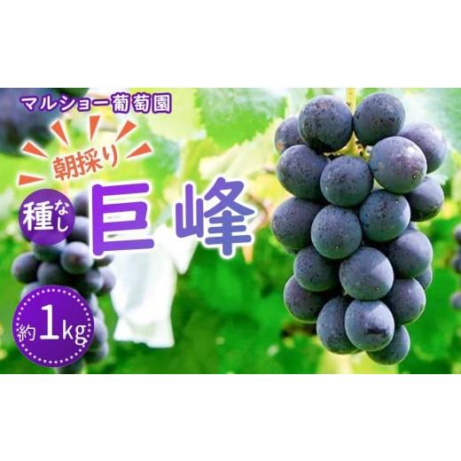 ふるさと納税 愛知県 大府市 朝採り 巨峰「種なし」 約１kg＜2024年8月中旬〜発送＞