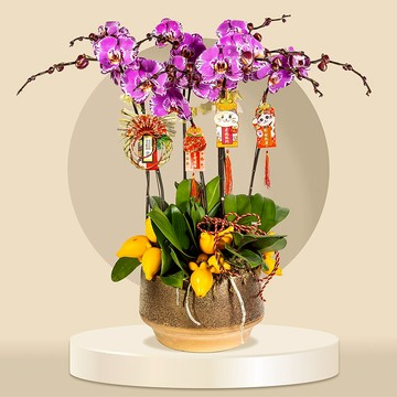 大花蝴蝶蘭藏寶圖8棵 (GF00061) 蘭花 新春蘭花 年花 自家蘭花園