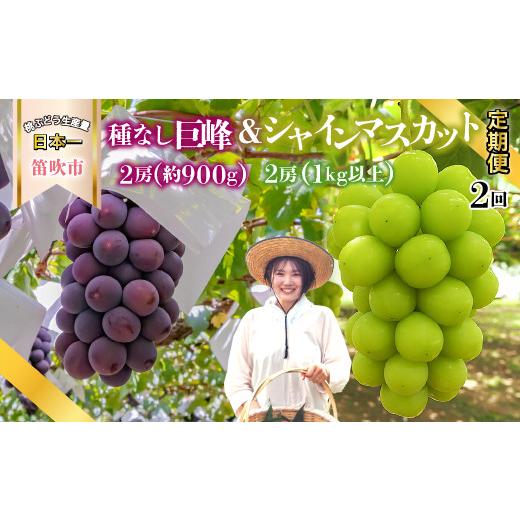 ふるさと納税 山梨県 笛吹市 ＜2024年先行予約＞種無し巨峰 シャインマスカット 2回送り 180-008