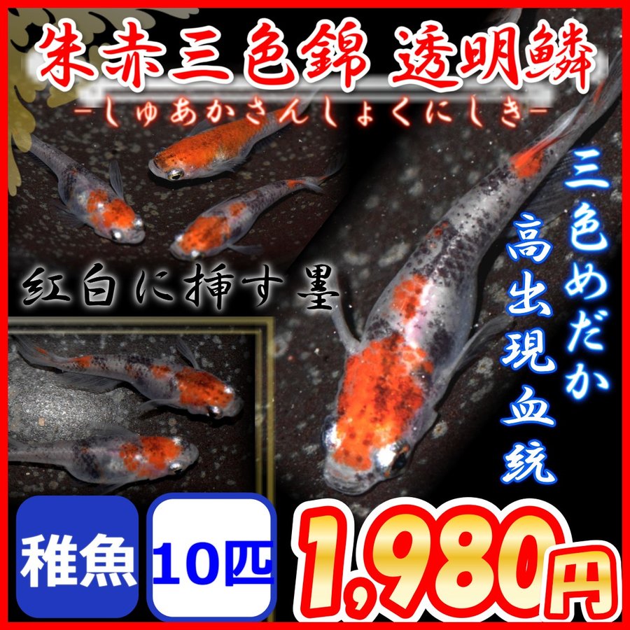 朱赤三色錦透明鱗メダカ 稚魚10匹/三色めだか 通販 LINEポイント最大GET | LINEショッピング