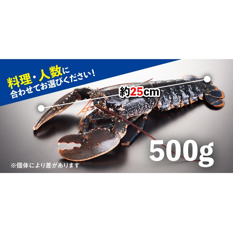 活オマール海老・ブルー（フランス産）　1尾(約500g×1）