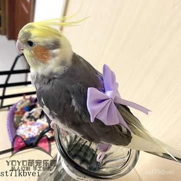 🔥免運+限時下殺🔥鸚鵡服裝 小鳥披風 鸚鵡鬥篷 小鳥保暖衣 鸚鵡披風 小鳥保暖衣 鸚鵡飛行服【5227人收藏】YOYO定