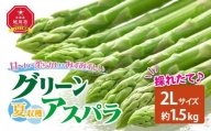 夏収穫グリーンアスパラ 2Lサイズ 1.5kg (2024年7月下旬～発送開始予定）