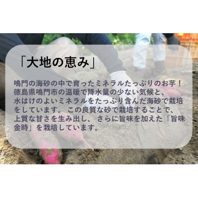 ふるさと納税 鳴門市  鳴門市大津産 旨味金時 5kg