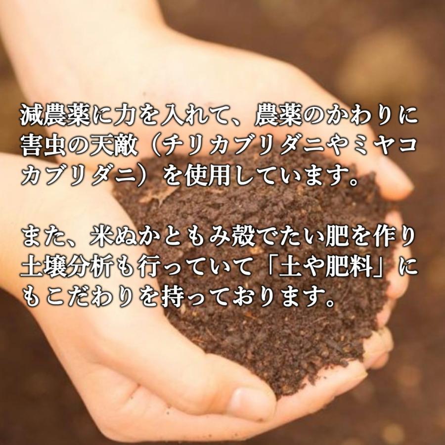 いちご さがほのか プレゼント ギフト おすすめ イチゴ 苺 神激 送料無料 高級  神聖のさがほのか 1箱2パック