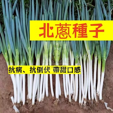 🌱快速收成（北蔥種子）四季高產 新手易種 盆栽 室內室外 蔥白長實桿 口感微甜 高產耐寒 抗病、抗倒伏 蔬菜種子#辛香類