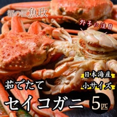 蟹の匠　魚政の内子外子が美味!　茹でたて　セイコガニ小サイズ　5匹