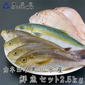 ふるさと納税 御坊産　鮮魚セット2.5kg沖縄・北海道・東北・九州 和歌山県御坊市