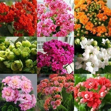 現貨速發（長壽花種子）開花超美 濃香型 易養活 四季飄香 多色可選 開花鮮艷 發芽率95% 陽台盆栽種植 #林木花卉種籽