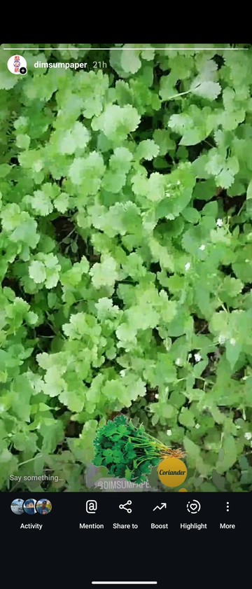 期間限定 - 本地新鳳農場 再生芫茜 1斤