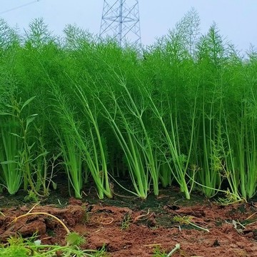 ✨（茴香種子）四季小茴香種子 多次采收香料種子 球莖茴香 四季播種農家香料高產 易種蔬菜種子
