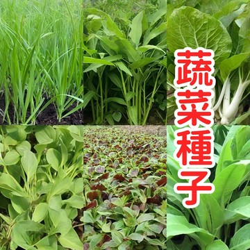 🥬蔬菜種子大全🥬家常菜一次收藏 陽台盆栽 四季可種 新手懶人包 從葉菜到果菜 自給自足 現採現煮