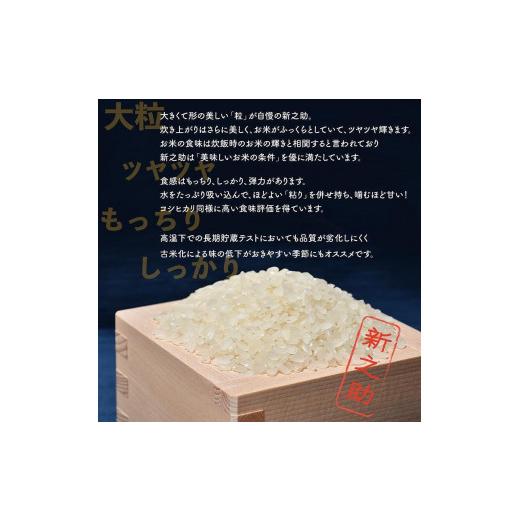 ふるさと納税 新潟県 佐渡市 佐渡島産 新之助 玄米10Kg(5kg×2袋)