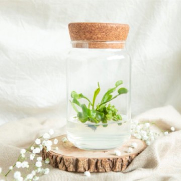 食蟲植物-捕蠅草 自然風7 懶人盆栽 室內植物 辦公室療癒小物  盆栽 植物保固 送禮首選 防疫小物