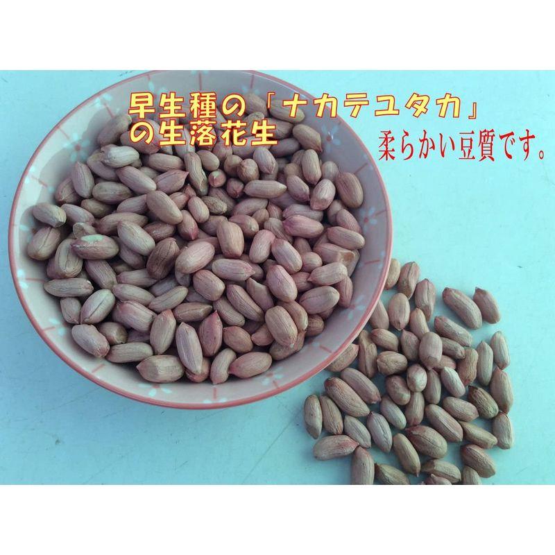 未調理なま落花生(ナカテユタカ) 二等500g 千葉県八街産落花生