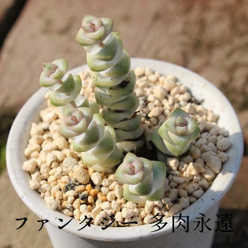 多肉植物　　ファンタジー