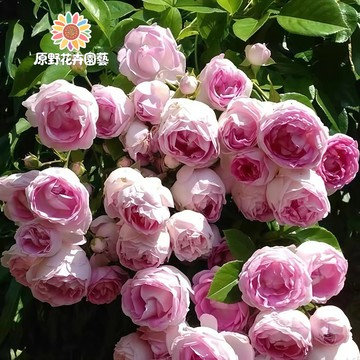 青禾園藝-亞斯米娜爬藤玫瑰種子（MG-48）Rose紫粉係大花薔薇月季種子庭院陽台灑下就能活懶人觀賞花卉花海種子#自留種